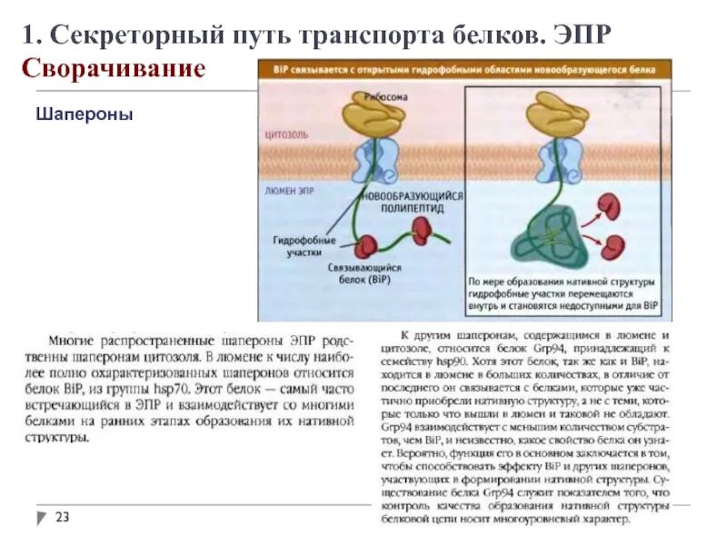 Белки в воде образуют. Секреторный путь транспорта белков. Секреция вещества белковой природы. Секреция белков из клетки.