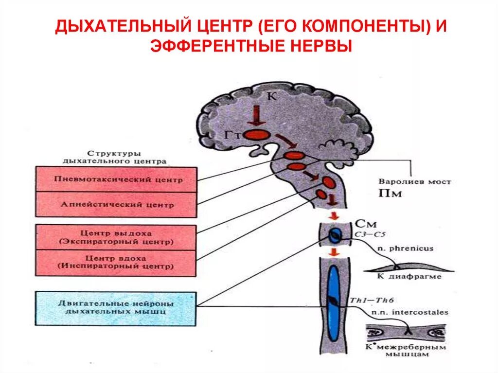 Центр дыхания и сердечно сосудистой деятельности. Дыхательный центр, его структура и функции. Схема работы нейронов дыхательного центра. Схему взаимосвязи отделов дыхательного центра.. Структура дыхательного центра физиология.