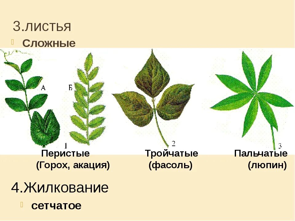 Пальчатоперистосложные листья. Люпин жилкование листа. Типы жилкования простые сложные листья. Горох перистое жилкование листьев.