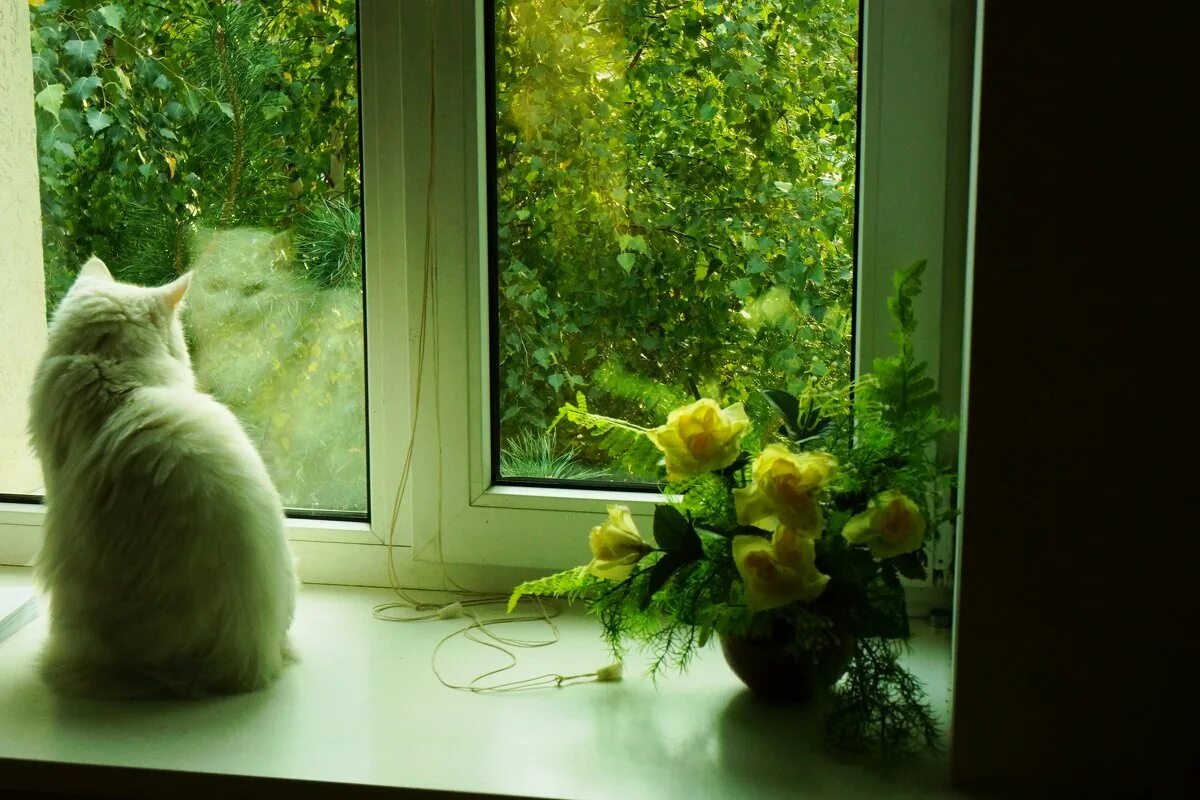 сидит кошка на окошке пришивает. села кошка на окошко. две кошки в окошке. кот на окне стих. кот в окошке.