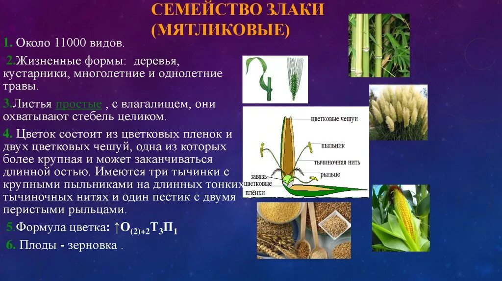 Для семейства злаковых характерно. Семейство однодольных растений злаковые. Семейство Однодольные злаки плод. Класс Однодольные растения семейство злаковые. Однодольные злаковые представители.