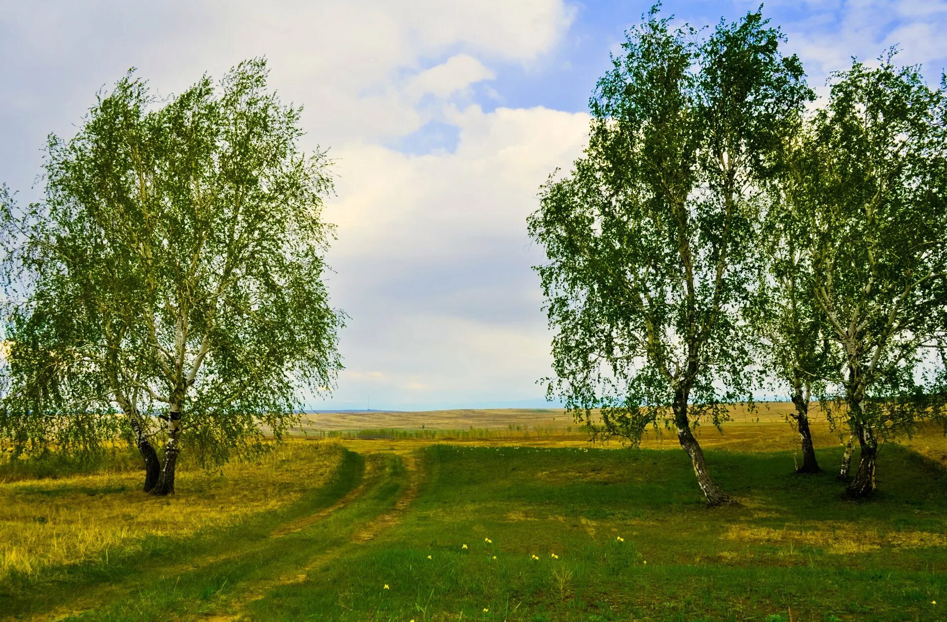 роща в степи. российские просторы березы есенин. пейзажи средней полосы россии. роща в степи. удмуртия холмистая равнина.
