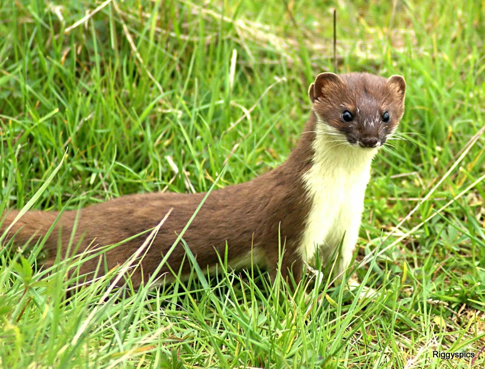 Какое куница животное. Ласка (Mustela nivalis). Норка Лесная куница. Семейство куньих горностай. Горностай и куница.