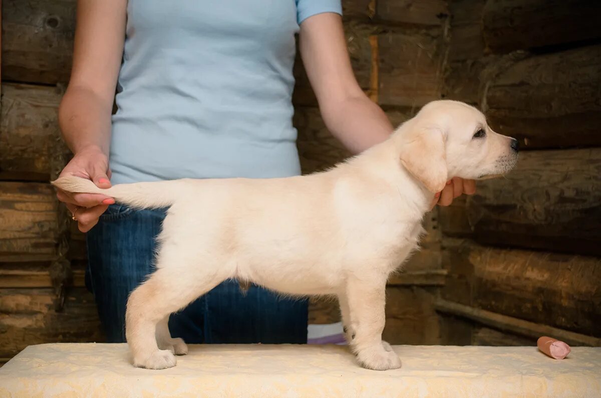 Лабрадор ретривер 2 месяца. Лабрадор щенок черный 3 месяца. Щенок лабрадора 2. Щенок лабрадора 2. 5 месяца.