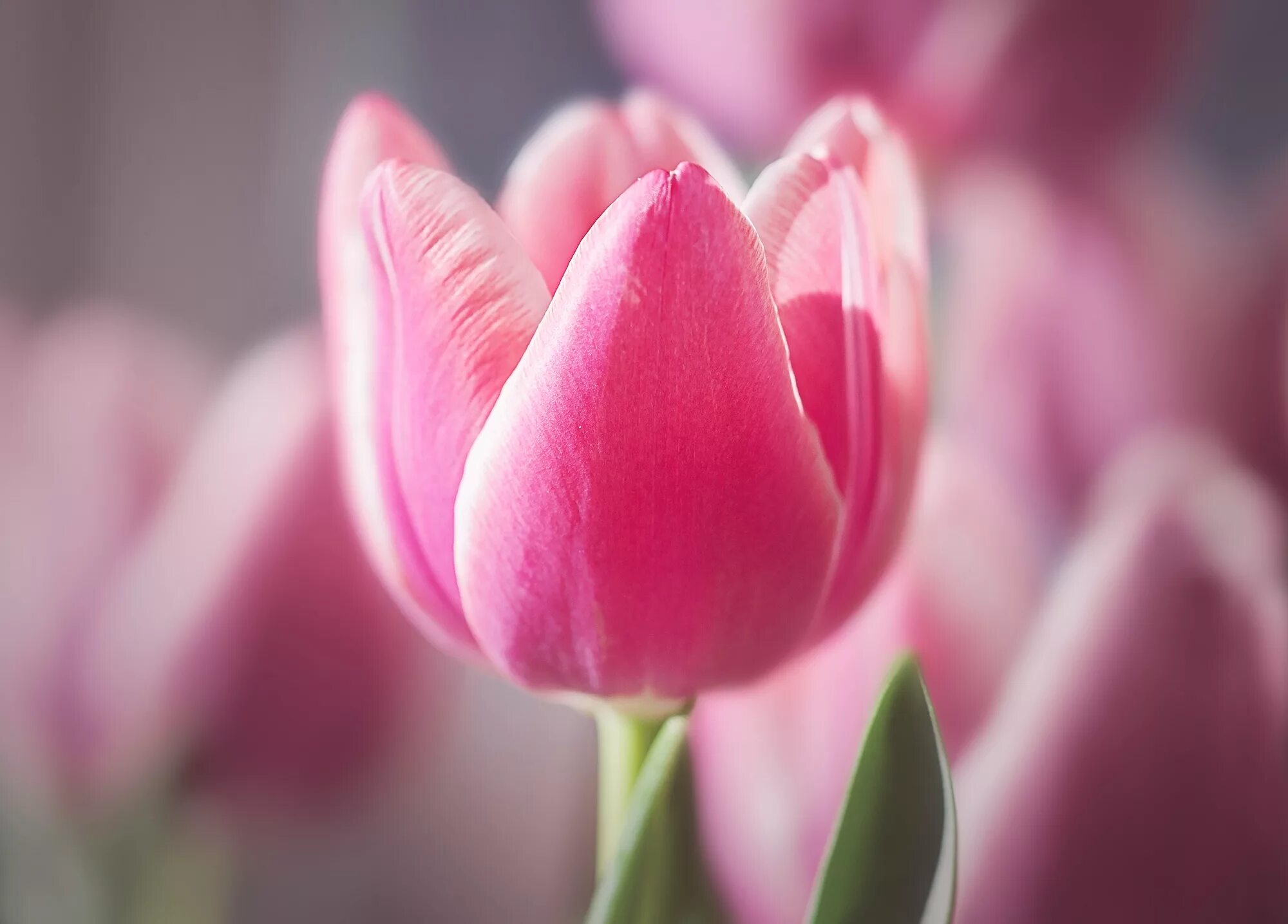 Розовые тюльпаны. Нежные тюльпаны. Тюльпаны. Нежно-розовый. Красивые розовые тюльпаны. Что значат розовые тюльпаны