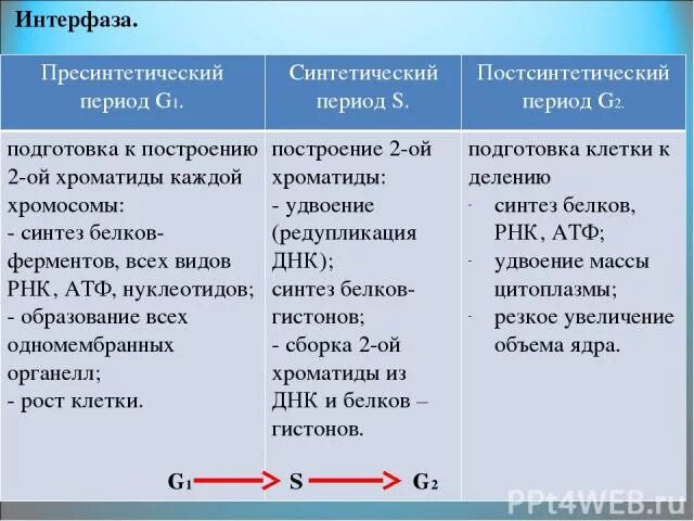 Постсинтетический период интерфазы набор хромосом. G1 период интерфазы. g1 s g2 периоды интерфаза. периоды интерфазы таблица. постсинтетический период интерфазы.