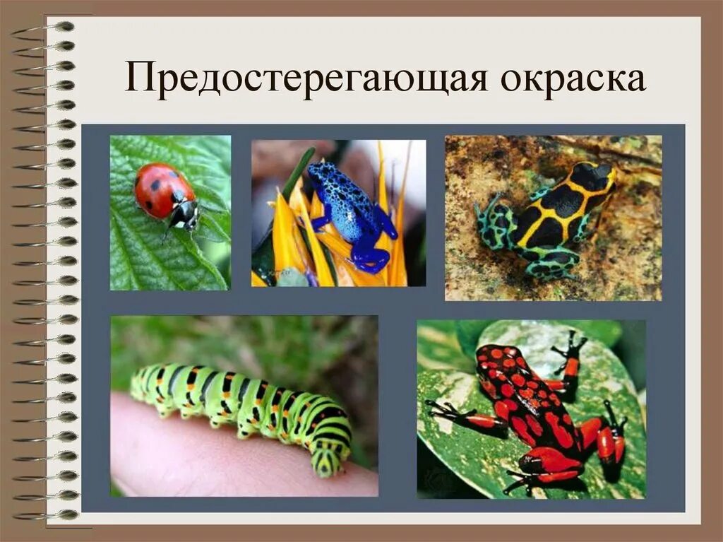 Какое значение имеет предупреждающая окраска животных. Предостерегающая окраска. предупреждающая окраска. предостерегающая окраска это в биологии. предостерегающая окраска примеры.