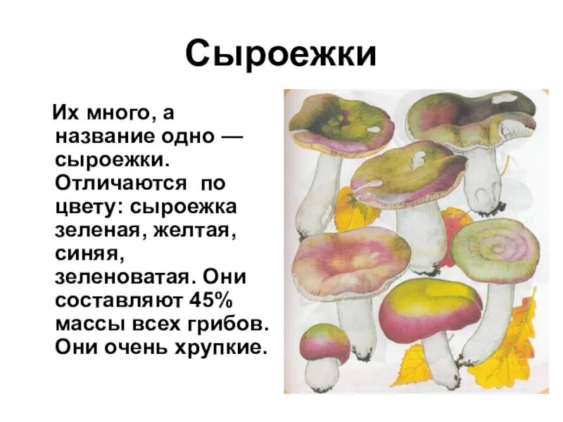 Почему сыроежки синеют. Сыроежки. сыроежка синяя. сыроежка по составу. сыроежки 5 класс рисунок светло желтая.