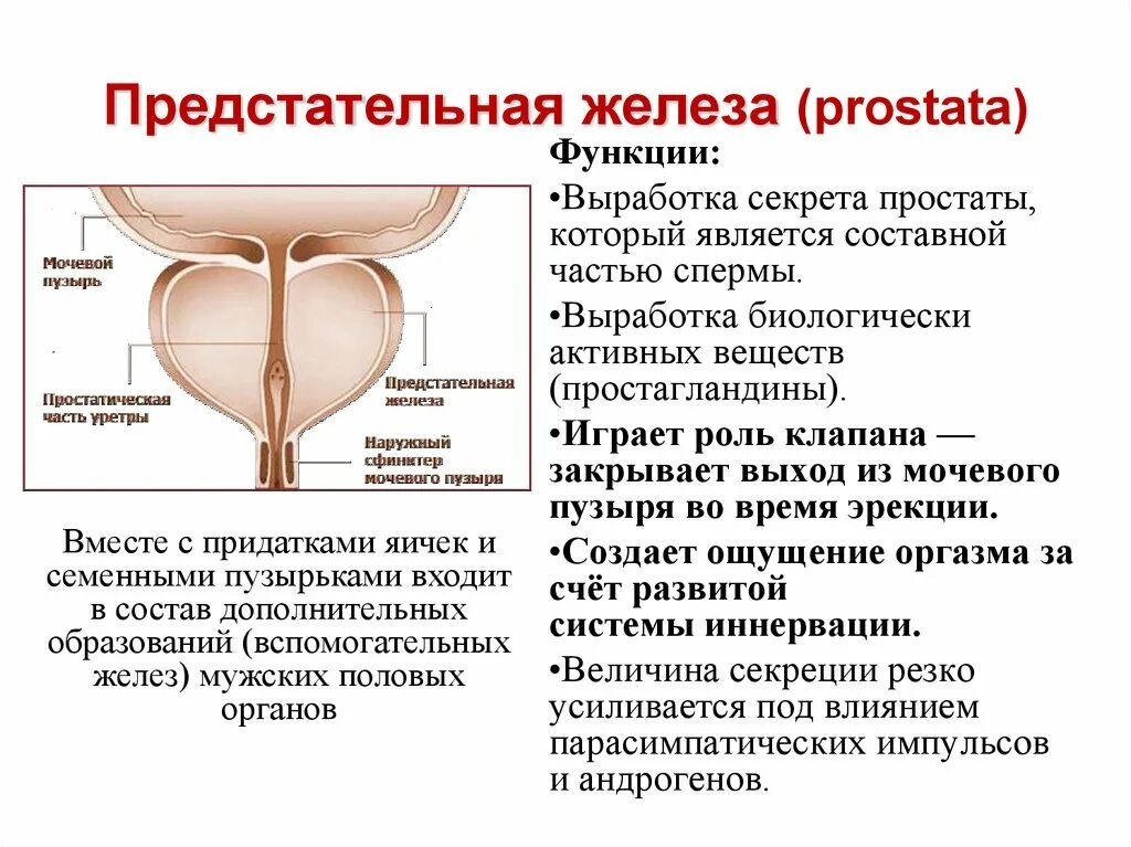 Какую функцию выполняет предстательная железа. Предстательная железа функции. функции предстательной железы анатомия. простата строение и функции. предстательная железа у мужчин строение и функции.