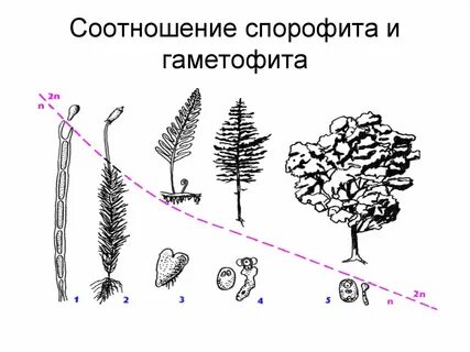 Преобладающее поколение в жизненном цикле растений