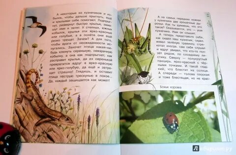 Кузнечик книга