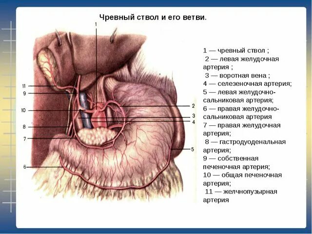 Артерия и чревный ствол анатомия. Чревный ствол и его ветви схема. Чревный ствол анатомия строение. Кровоснабжение органов верхнего этажа брюшной полости.