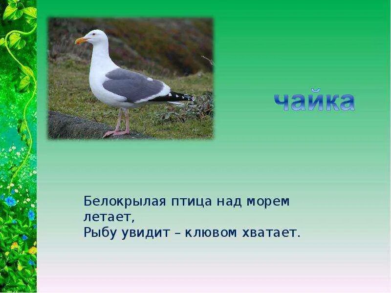 Загадки про птиц. 3 Загадки о птицах. Загадка про птичку. Загадки про необычных птиц.