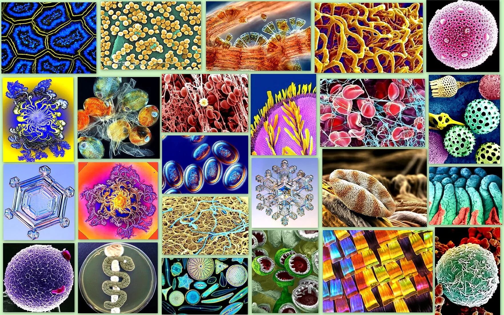 Многообразием элементов. Бактерии под микроскопом. Микроорганизмы под микроскопом. Мир под микроскопом. Микроскопические организмы.
