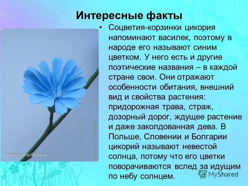 Сообщение в мире интересного. Цикорий растение Василек. Цикорий цветок и Василек. Интересные факты о цветах. Интересные факты про цветы.