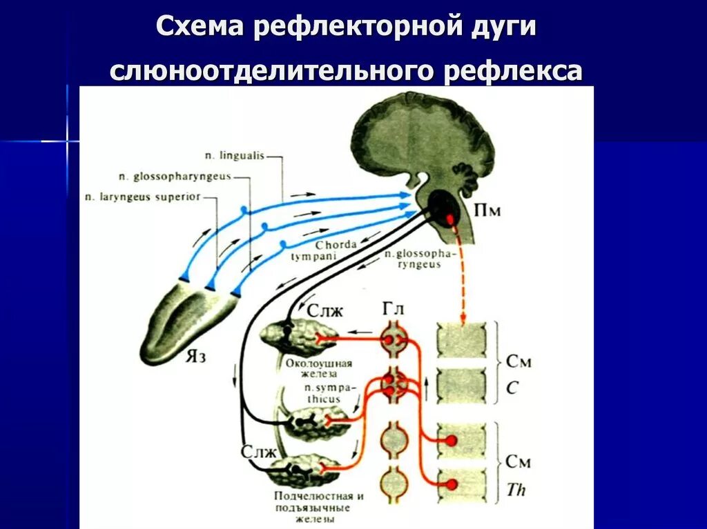 Схема безусловного рефлекса слюноотделения. Схему дуги безусловного слюноотделительного рефлекса. Рефлекторная дуга регуляции слюноотделения. Рефлекс слюноотделения схема. Безусловный рефлекс слюноотделения