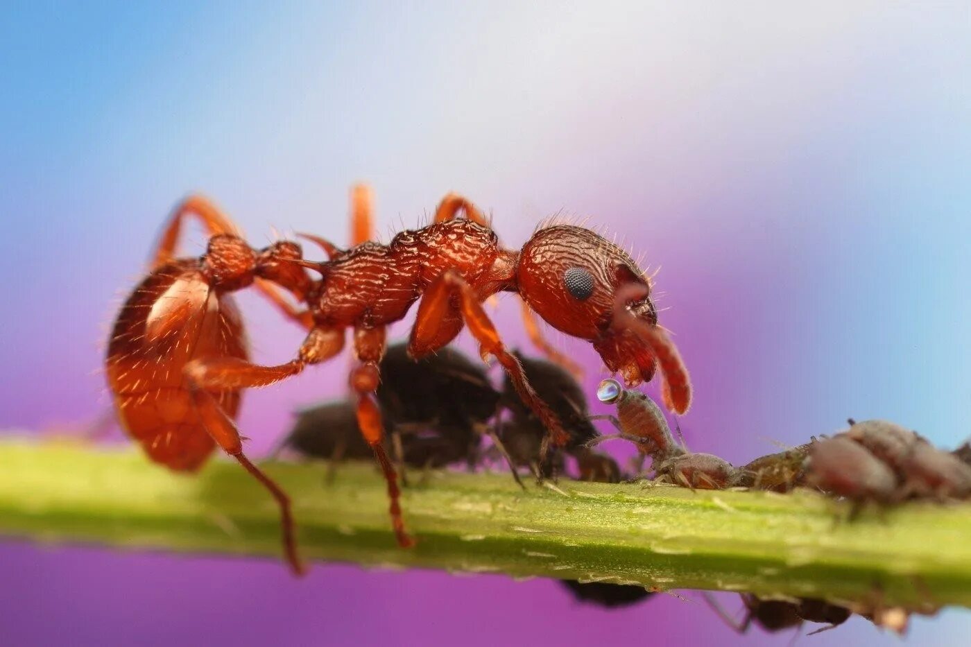 Красный муравей-бульдог. Красный Огненный муравей. Огненный муравей Макромир.