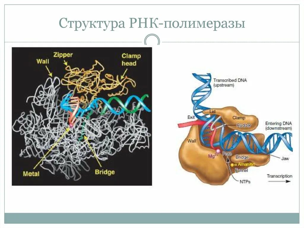 Кор фермент РНК полимеразы. РНК полимераза прокариот структура. РНК полимераза 2. Структура холофермента РНК полимеразы.