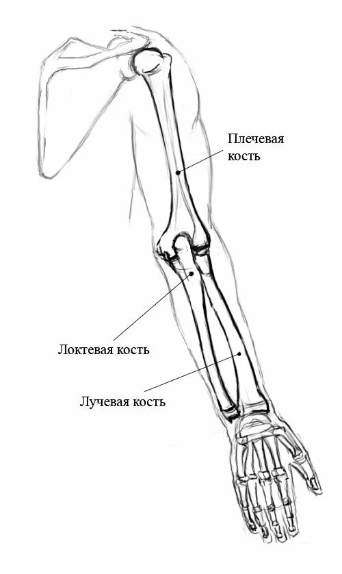 Рука анатомия кости лучевая кость. Кости правого предплечья анатомия. Третья лучевая кость. Кости предплечья локтевая и лучевая.