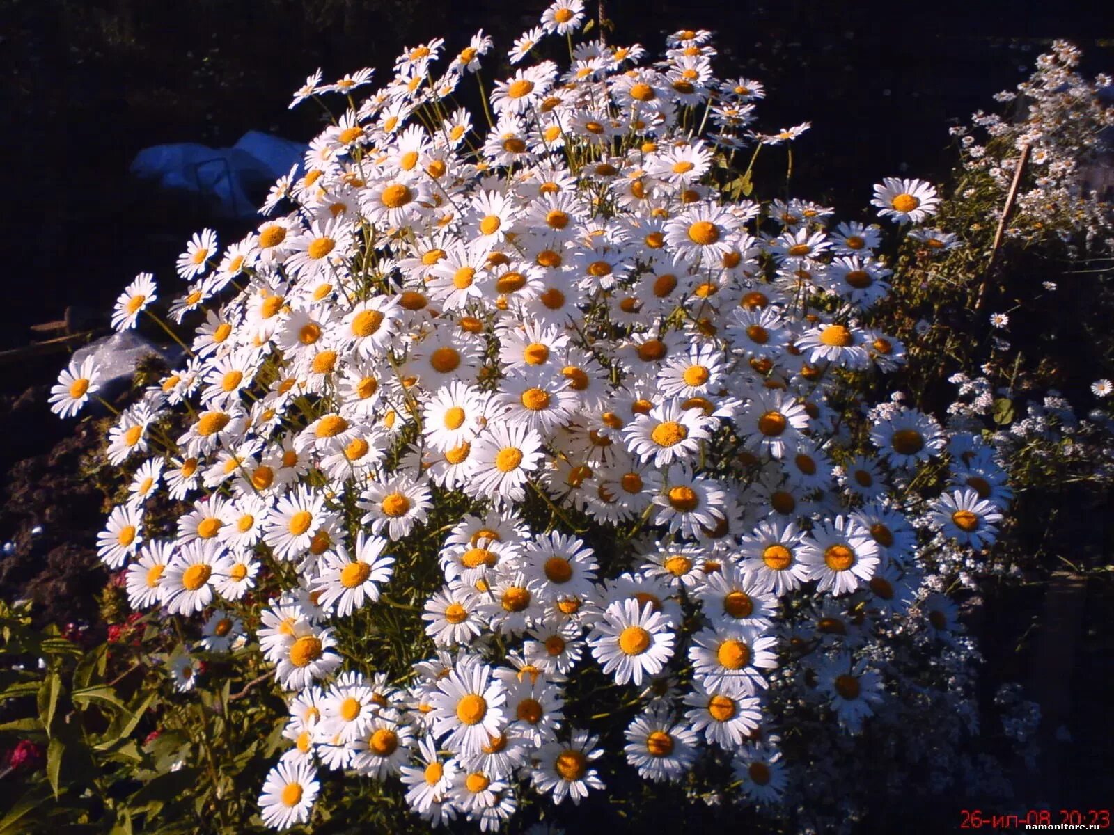 Ромашки на синем фоне. Ромашки и звезды. Букет полевых ромашек. Природа ромашки. Сон белые ромашки.