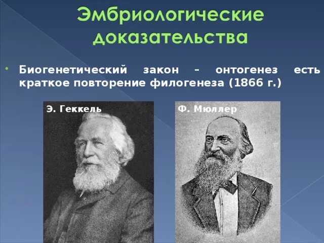 Онтогенез есть повторение филогенеза. Мюллер, э. Геккель. Немецкие ученые ф. Мюллер и э. Геккель. Биогенетический закон - ф. Мюллер (1864) и э. Геккель (1866). Геккель э Мюллер ф вклад в биологию.