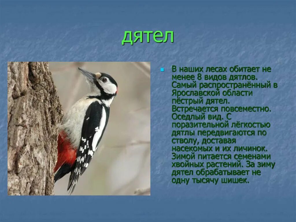 Пестрый дятел составить предложение. Дятел оседлая птица. Птицы Ярославской области дятел. Дятел описание птицы. Передвижение дятла.