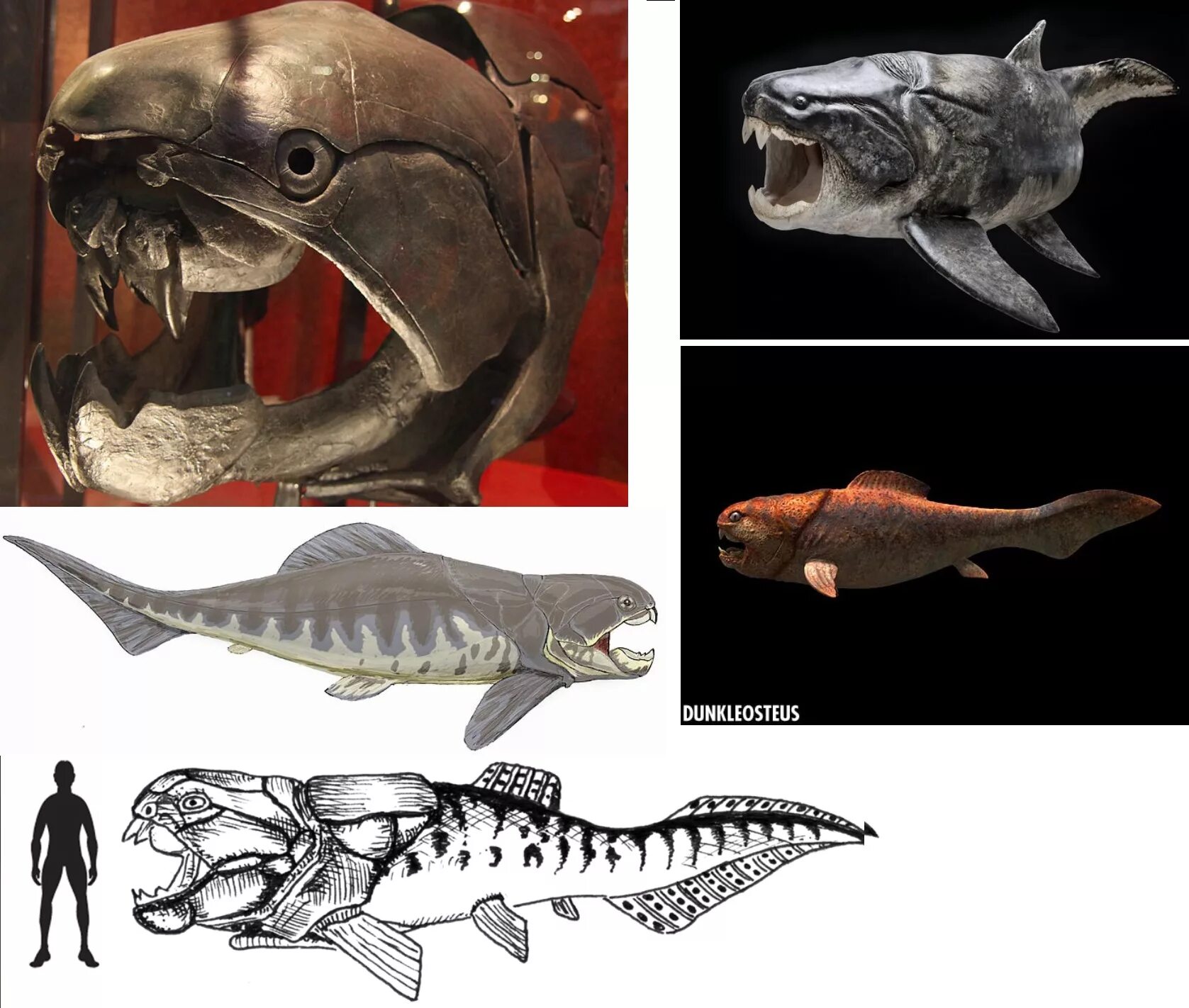 Сравнение размеров рыб. Панцирная рыба ДУНКЛЕОСТЕЙ. Древняя рыба ДУНКЛЕОСТЕЙ. Палеозой ДУНКЛЕОСТЕЙ. ДУНКЛЕОСТЕЙ И МЕГАЛОДОН.