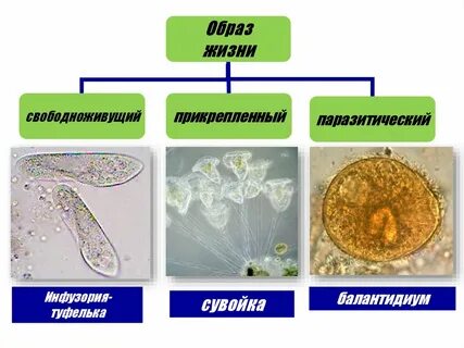К споровикам относятся