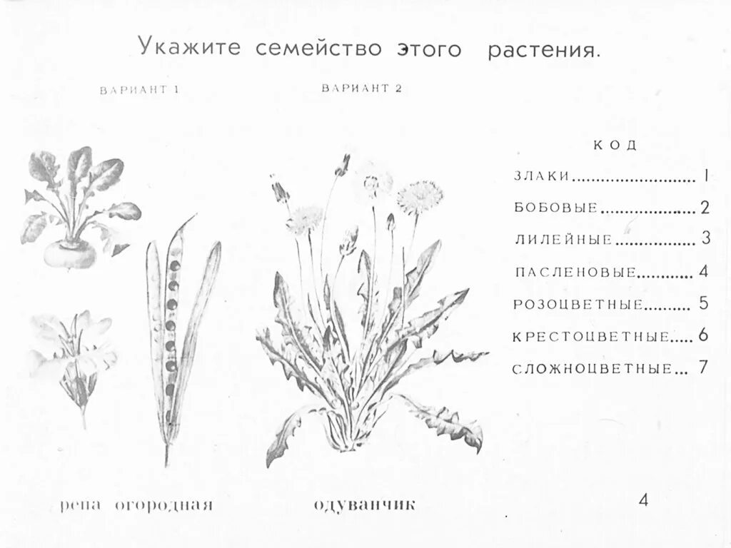 Проверочная работа по растительному сообществу. Семейства растений схема. Семейства цветковых растений. Задания по семействам цветковых растений. Семейства цветковых схема.