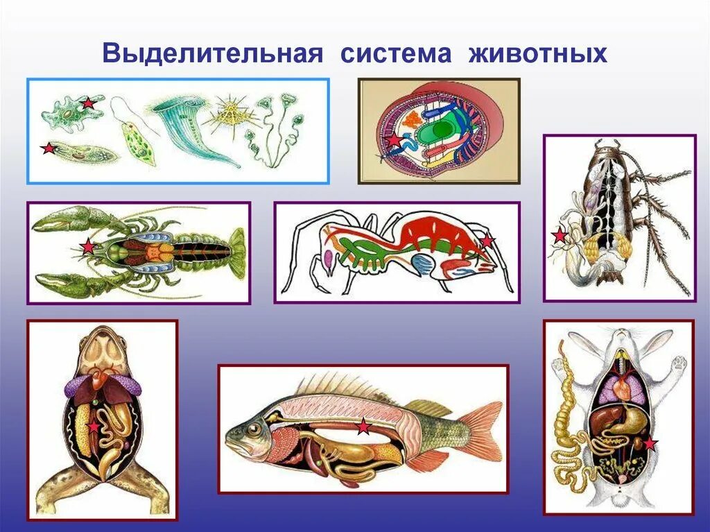 Органы животных 6 класс. Эволюция выделительной системы системы животных. Эволюция органов выделительной системы. Эволюция выделительной системы у животных. Эволюция мочевыделительной системы животных.