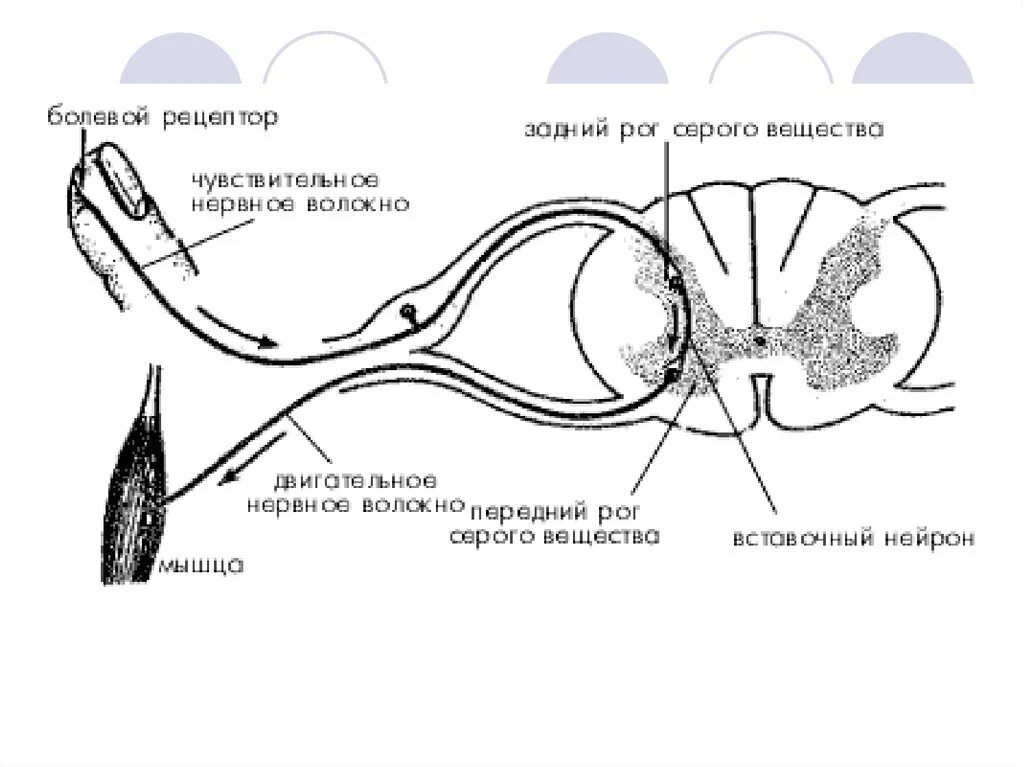 Рефлекторная дуга двигательного спинального рефлекса. 5 Звеньев рефлекторной дуги. Схема рефлекторной дуги соматической нервной системы. Звенья рефлекторной дуги вегетативного рефлекса.