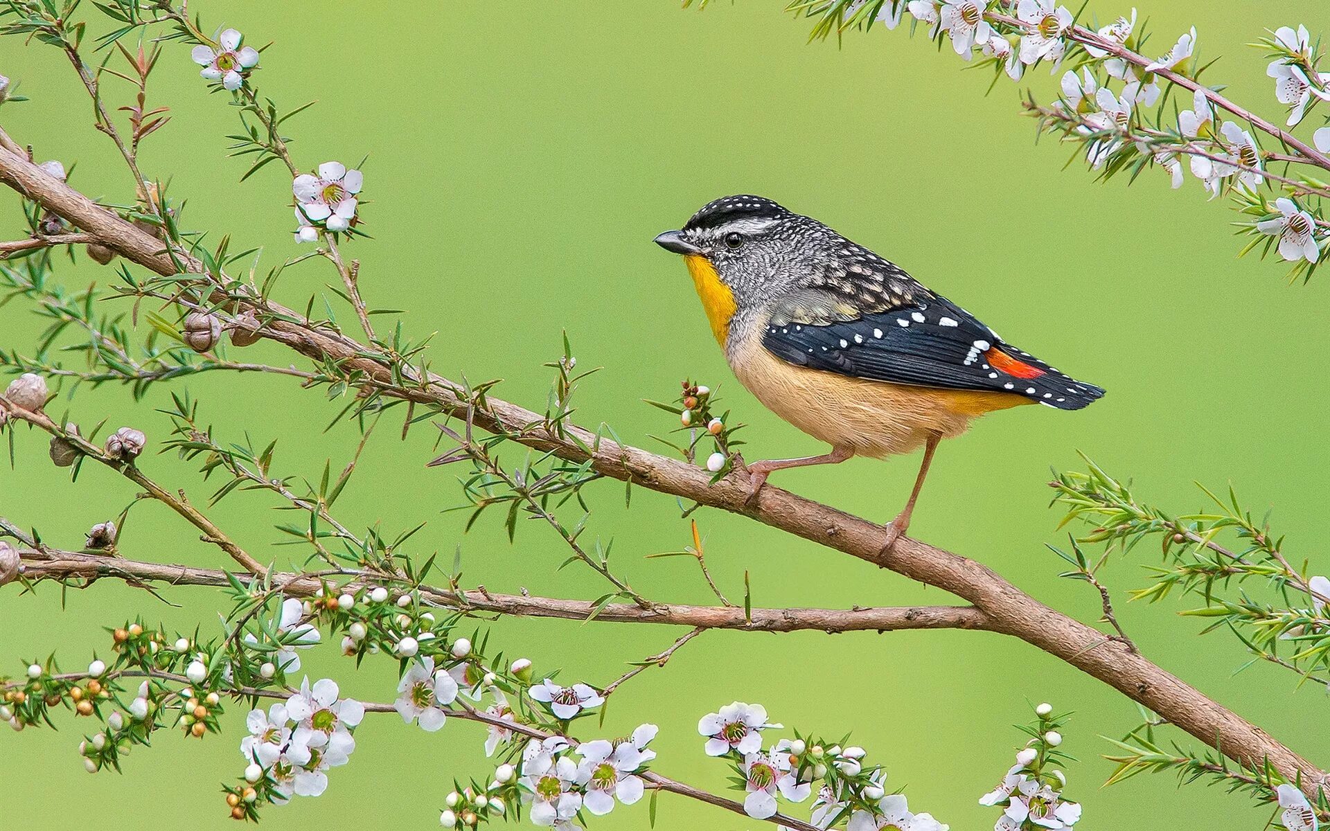 Весенние птицы на дереве. Птица spotted Pardalote. Птица на ветке. Весенние птички. Природа птицы.