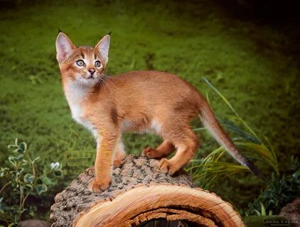 Каракет кошка