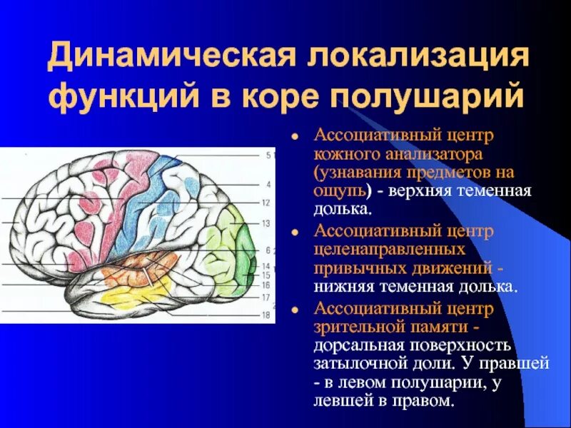 Связаны с деятельностью коры больших полушарий. Проекционные и ассоциативные центры коры больших полушарий. локализация функций в коре головного мозга. ассоциативная зона коры головного мозга. проекционный центр общей чувствительности локализуется в коре.