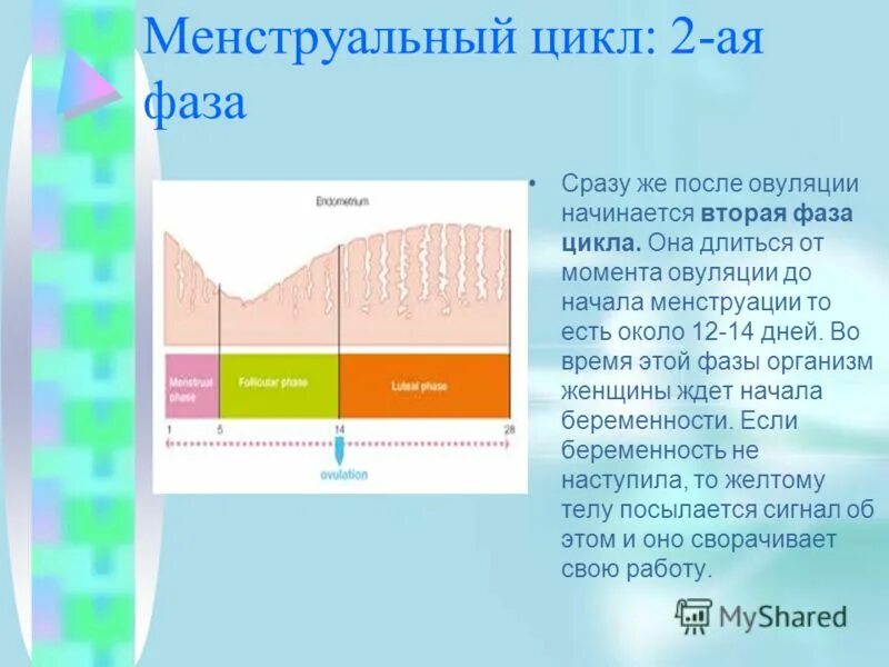 4 5 день цикла. 2 Фаза менструационного цикла. 2 Фаза цикла как называется. Уз картина 2 фазы менструационного цикла. Матка во 2 фазе цикла.