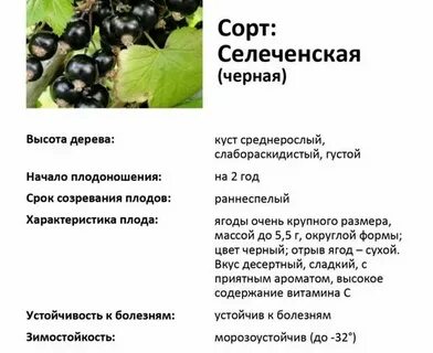 Смородина селеченская описание
