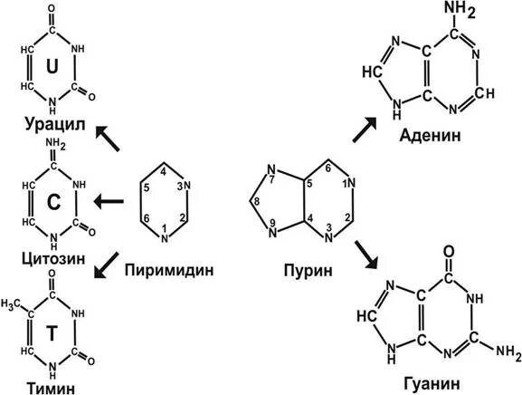 Структура гуанин Тимин аденин. Азотистые основания РНК. Таблица гуанин цитозин Тимин РНК ДНК. Пуриновые основания РНК.