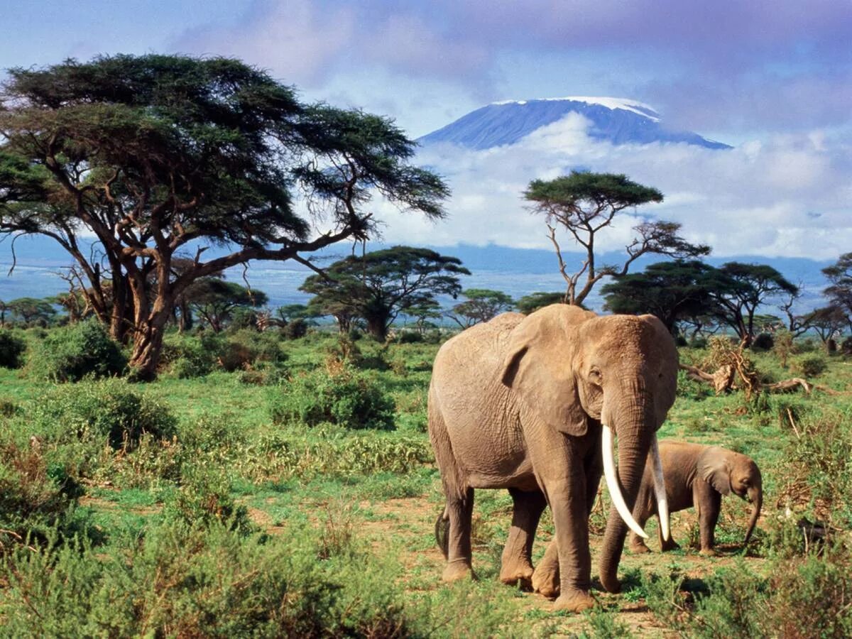 Африки животный география. Национальный парк Гашака Гумти. Национальный парк Килиманджаро животные. Саванны Африки.