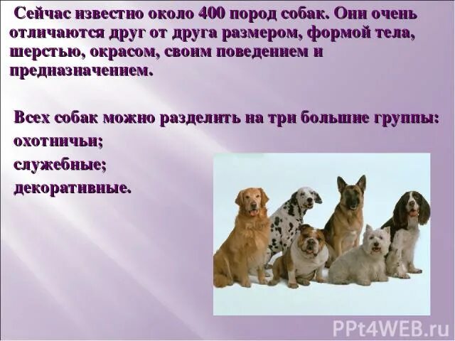 Кошки и собаки 2 класс. Породы домашних собак окружающий мир. Домашнее задание по окружающему миру породы собак. Породы домашних животных 2 класс собаки. Породы кошек и собак окружающий мир.