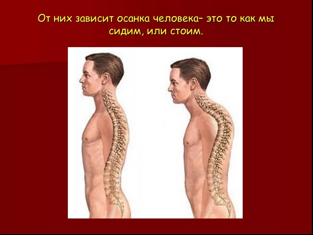 Осанка человека. Правильная красивая осанка. От чего зависит осанка человека ответ. Опора тела и движение осанка. Отчего зависит осанка человека.