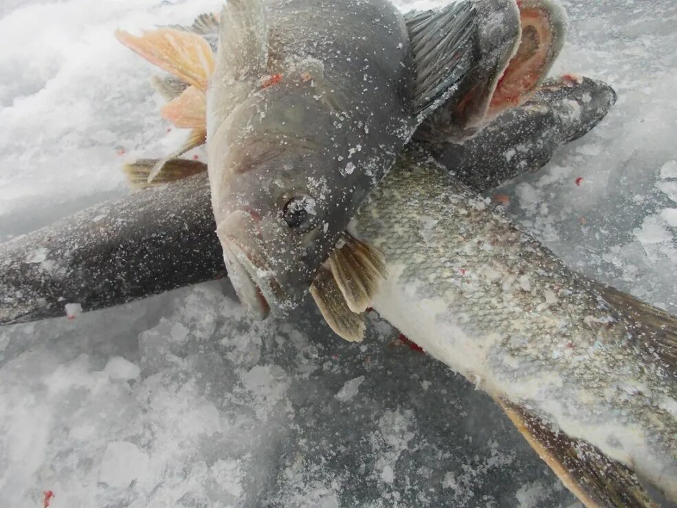 зимняя рыбалка. югра рыбалка. щуки монстры. каргасок рыбалка. рыболовство северных народов.