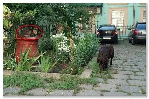Бесплатные игры найди кота