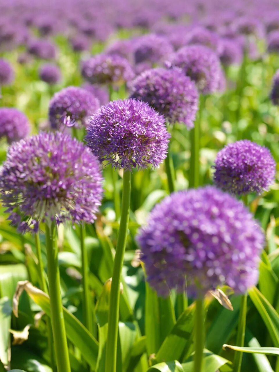 Allium Pinball Wizard - Allium - Flower Bulbs Index Bulb flowers, Violet plant, 
