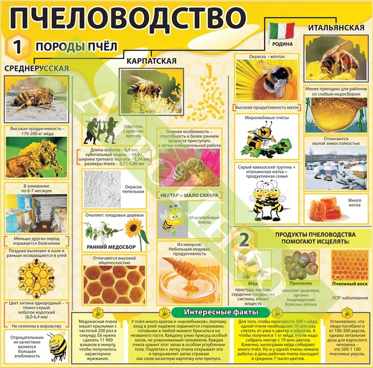 Продукты пчеловодства и их использование человеком таблица Продукты пчеловодства и их использование человеком