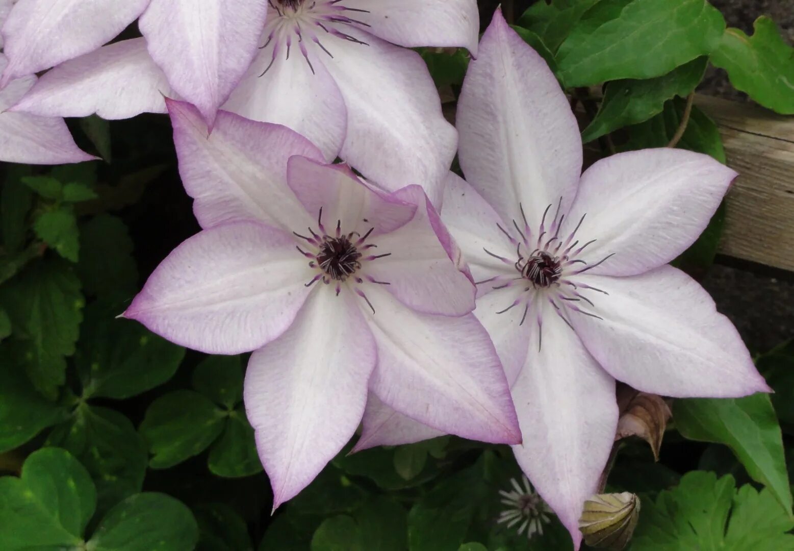 Utopia клематис. Клематис (сорт utopia ) позднецветущий. Клематис утопия. Utopia клематис. Клематис утопия.