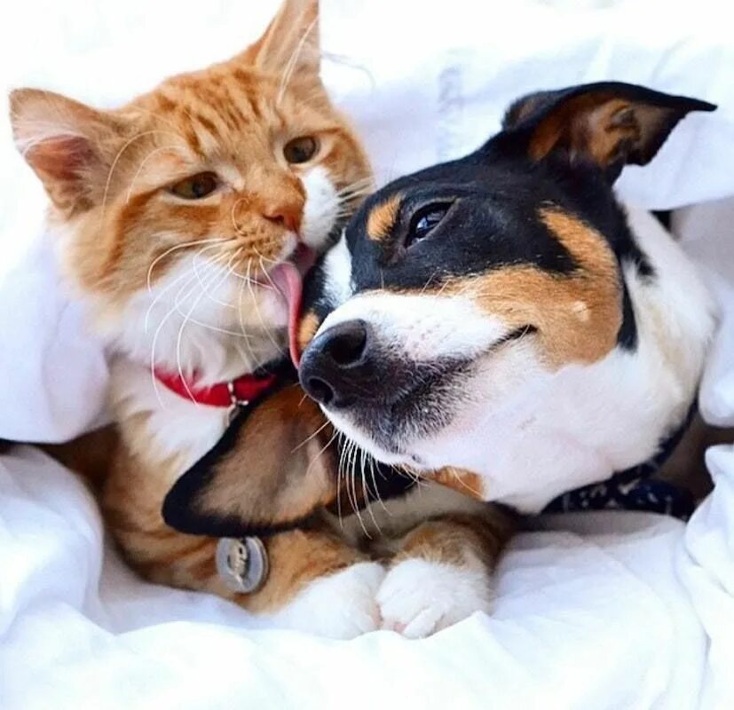 Про кошек и собак. Кот и собака любовь. Счастливые собаки и кошки. Радостные кошки и собаки. Парные собаки.