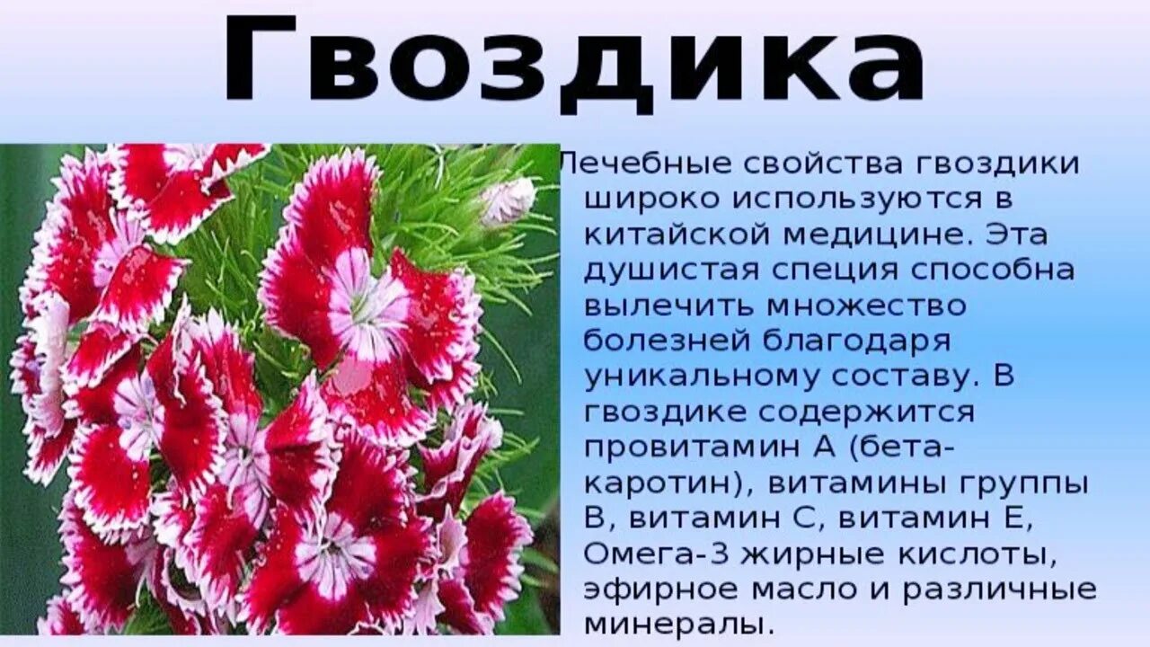 Гвоздика сколько можно в день. Полезные свойства гвоздики. Чем полезна гвоздика. Лечебные свойства гвоздики. Гвоздика лечебная.