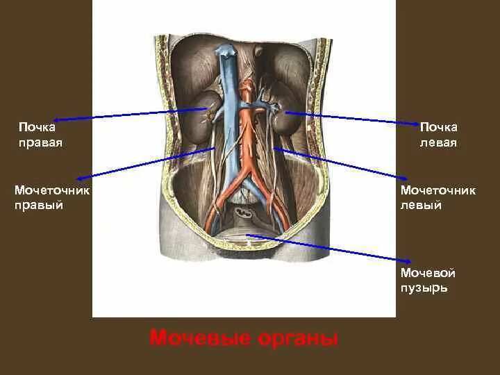 Правая почка. Левая почка ниже правой на 1-1.5 так как. Коханка правая почка. Правая почка меньше левой