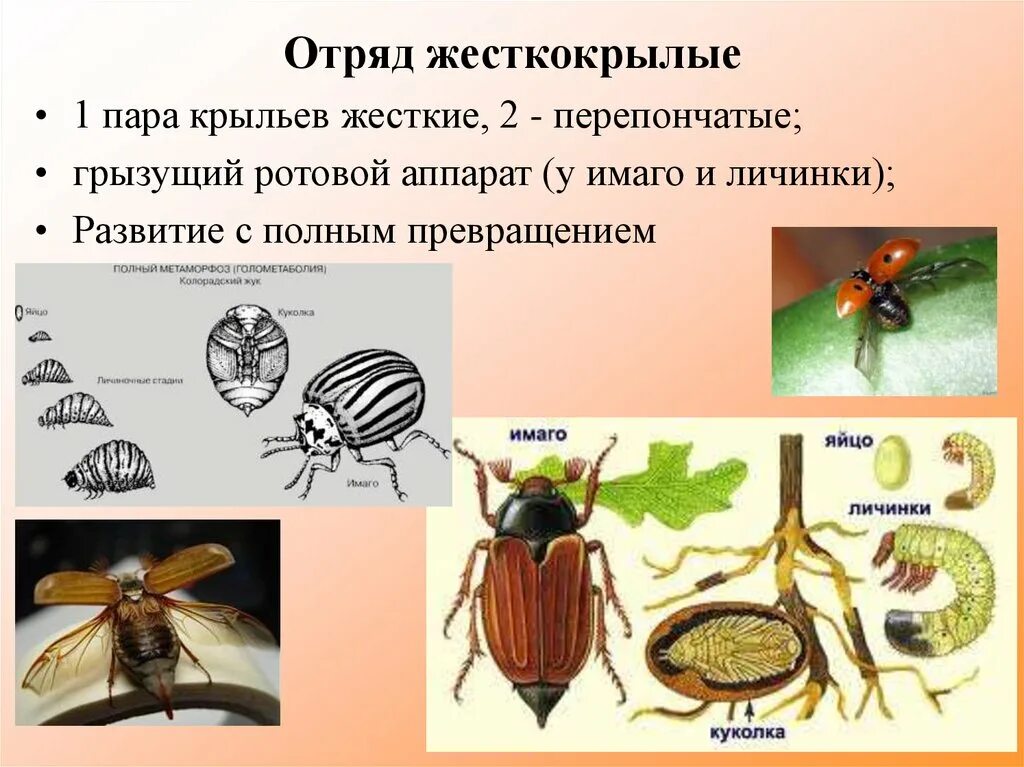 Какое развитие у жуков. Жесткокрылые жуки. Отряд жесткокрылые Крылья. Отряд Жуков строение. Представители жесткокрылых Жуков.