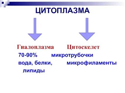 Гиалоплазма это